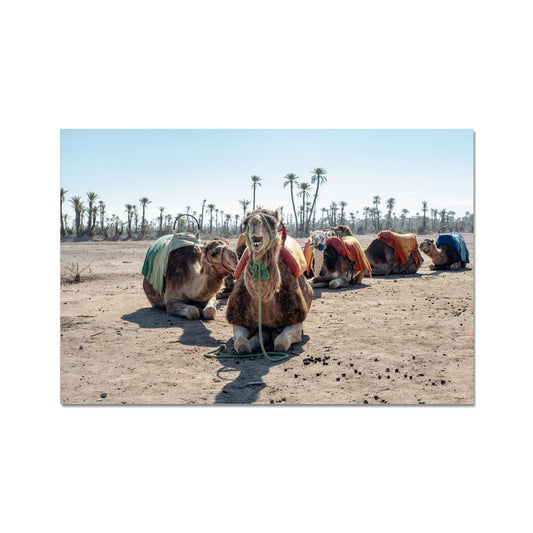 Moroccan Camels C-Type Print