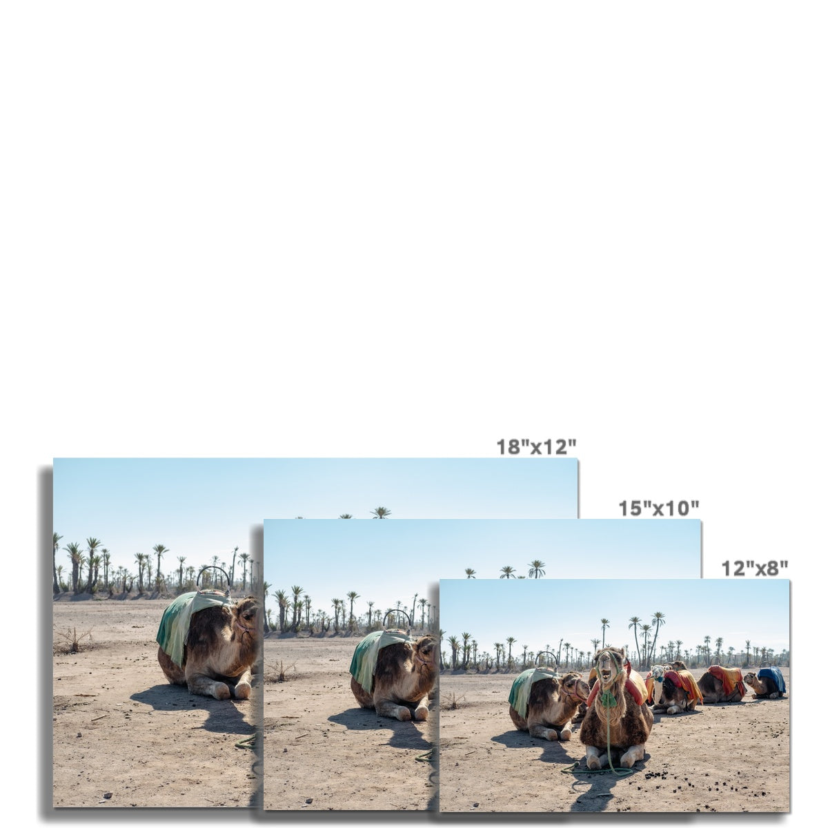 Moroccan Camels C-Type Print